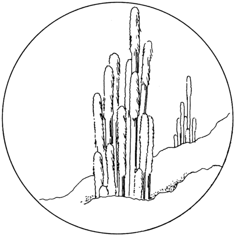 Cephalocereus Senilis Or Old Man Cactuses Coloring Page